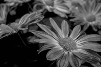 Pink Daisies B&W 1 Fine Art Print
