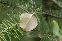 Lake Superior, North Shore 5 Fine Art Print