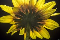 Flower 2 Fine Art Print