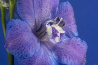 Flower 7 Fine Art Print