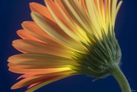 Flower 13 Fine Art Print