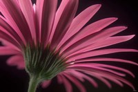 Flower 18 Fine Art Print