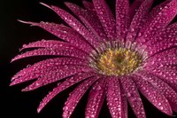 Flower 20 Fine Art Print