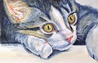 Cat Eyes Fine Art Print