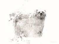 Bear Fine Art Print