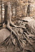 Strong Roots Fine Art Print