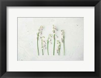 May Bell Blooms Fine Art Print