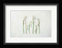 May Bell Blooms Fine Art Print