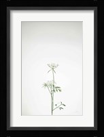 Simple Stems VI Fine Art Print