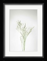 Simple Stems VII Fine Art Print