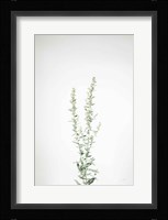 Simple Stems IV Fine Art Print