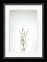 Simple Stems V Fine Art Print