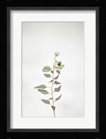 Simple Stems II Fine Art Print