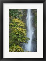 Multnomah Falls color Fine Art Print