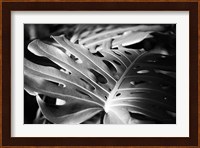 Philodendron Fine Art Print