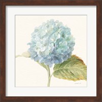Floursack Florals V - Blue Hydrangea Crop Fine Art Print