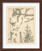 Vintage Tree Sketches I Fine Art Print