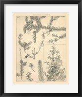 Vintage Tree Sketches I Framed Print