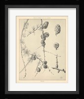 Vintage Tree Sketches II Framed Print