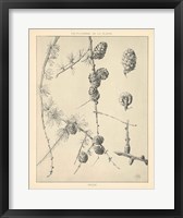 Vintage Tree Sketches II Framed Print