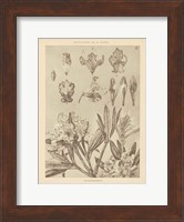 Lithograph Florals IV Fine Art Print