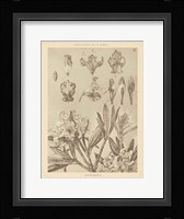 Lithograph Florals IV Framed Print