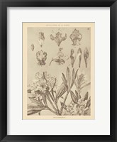 Lithograph Florals IV Fine Art Print