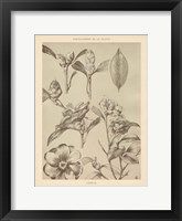 Lithograph Florals II Framed Print