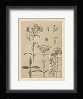 Lithograph Florals III Framed Print