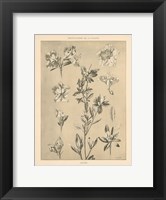 Lithograph Florals I Fine Art Print