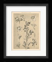 Lithograph Florals I Framed Print
