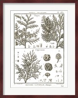 Histoire Naturelle Botanique II Light Fine Art Print