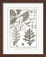 Histoire Naturelle Botanique I Light Fine Art Print
