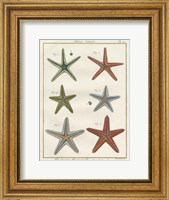 Histoire Naturelle Starfish II Fine Art Print