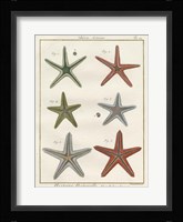Histoire Naturelle Starfish II Fine Art Print