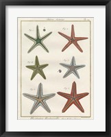 Histoire Naturelle Starfish II Fine Art Print