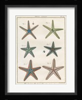 Histoire Naturelle Starfish I Fine Art Print