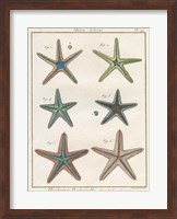 Histoire Naturelle Starfish I Fine Art Print