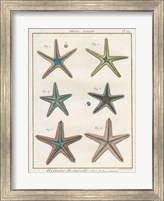 Histoire Naturelle Starfish I Fine Art Print