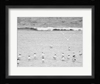 The Coastline Flock Fine Art Print