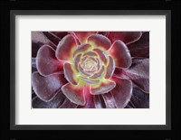 Bright Succulent Fine Art Print