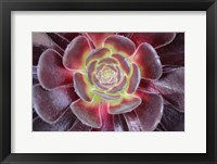 Bright Succulent Fine Art Print