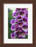 Purple Trailing Flower Fine Art Print