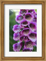 Purple Trailing Flower Fine Art Print