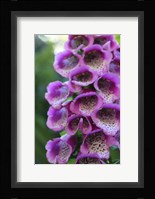 Purple Trailing Flower Fine Art Print