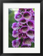 Purple Trailing Flower Fine Art Print
