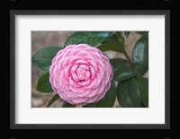 Pink Passion Camillia Fine Art Print