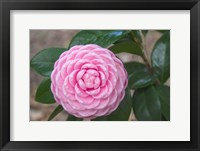 Pink Passion Camillia Fine Art Print