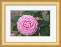 Pink Passion Camillia Fine Art Print