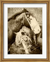 Vintage Horses Fine Art Print